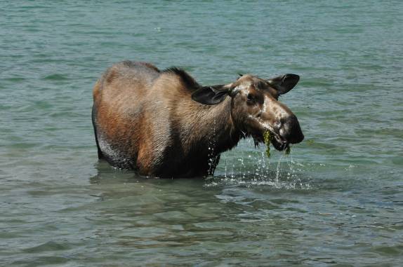 Uma simpática e fotogênica fêmea de alce (uma 'musa') se alimenta no Maligne Lake, no Jasper National Park, em Alberta, no Canadá